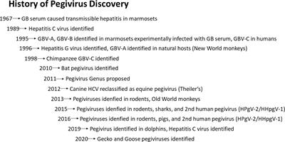 Human Pegivirus Type 1: A Common Human Virus That Is Beneficial in Immune-Mediated Disease?